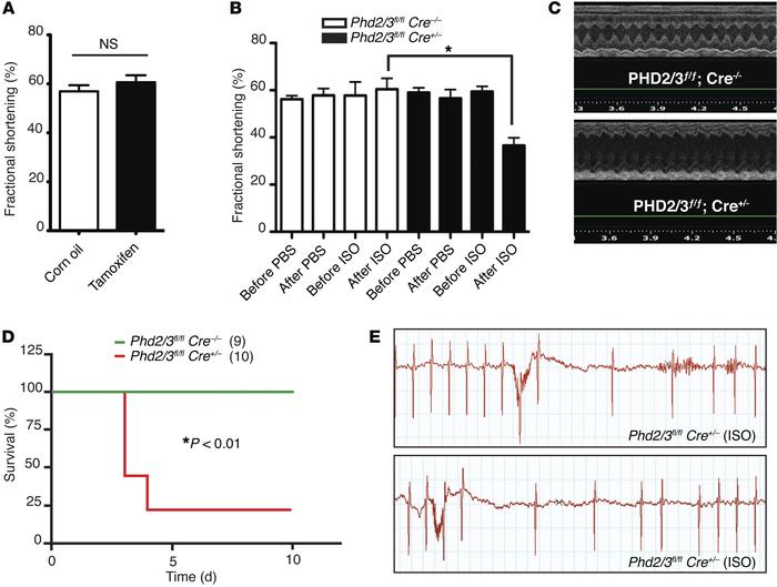 Depletion of PHD2/3 exaggerates myocardial injury induced by chronic tre...