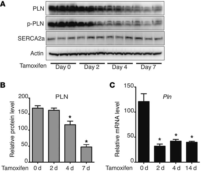 Dynamic regulation of PLN expression by depletion of PHD2/3.
Phd2 and Ph...