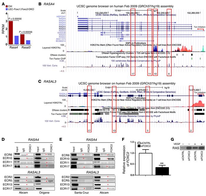 FOXC1 and FOXC2 regulate lymphatic vessel development by controlling the...