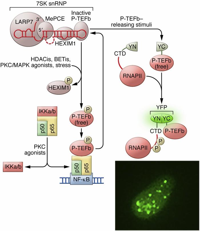 Combinatorial activation of TFs for HIV reactivation from latency.
Mecha...