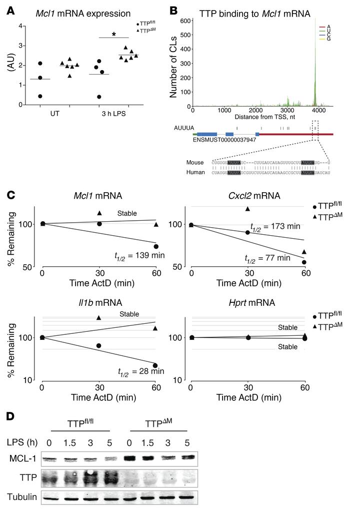 TTP binds and destabilizes Mcl1 mRNA and decreases MCL-1 protein abundan...