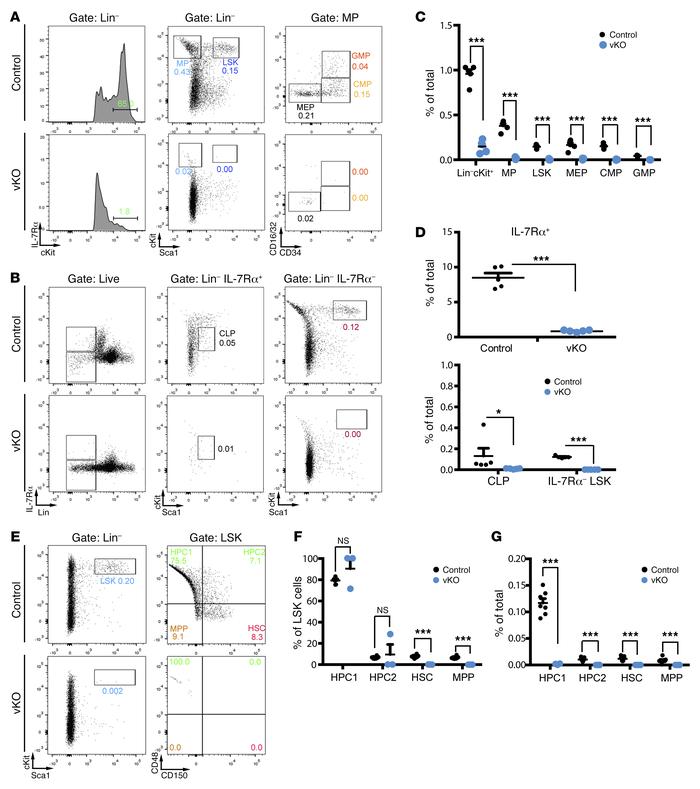 Depleted HSC and hematopoietic progenitor populations in the mutant bone...