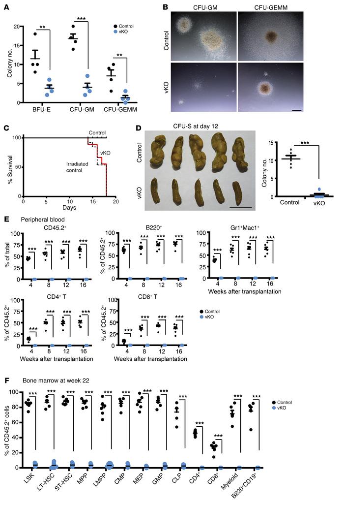 
Brpf1 inactivation impairs colony formation and bone marrow repopulatin...