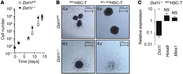 
MN1HSC-T grow independently of DOT1L in vitro but not in vivo.
(A) Seri...