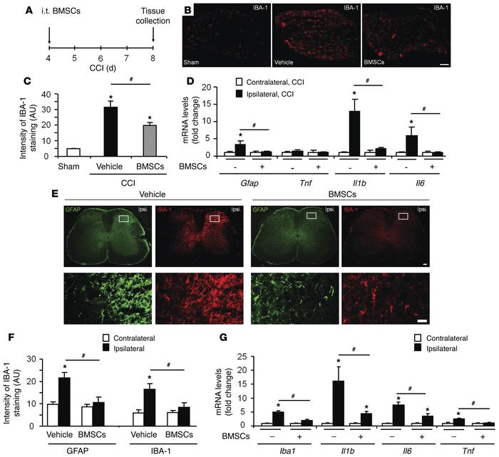 BMSCs administered i.t. inhibit CCI-induced glial activation and neuroin...