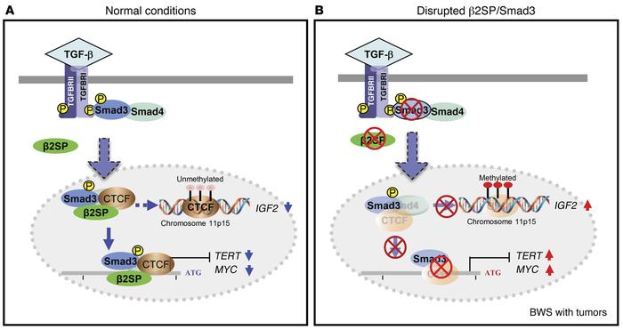 Schematic model of disrupted TGF-β signaling and BWS tumorigenesis.
(A) ...