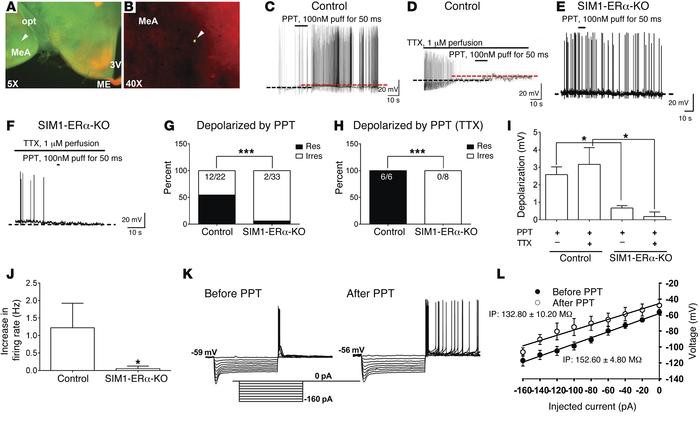 Effects of a selective ERα agonist on neural activities of MeA SIM1 neur...