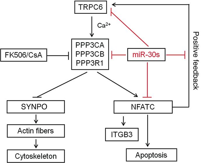 Working model of the relationship between miR-30s, calcium/calcineurin s...