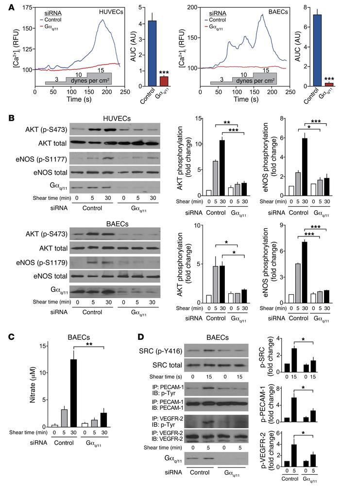 Gq and G11 mediate endothelial response to fluid shear stress in vitro.
...