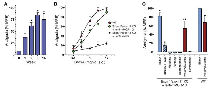 Lentivirus rescue of IBNtxA analgesia.
(A) Opioid analgesia. Analgesia w...