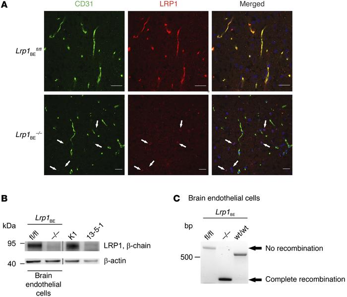 Full deletion of Lrp1 in Lrp1BE–/– mice.
(A) Immunofluorescent staining ...