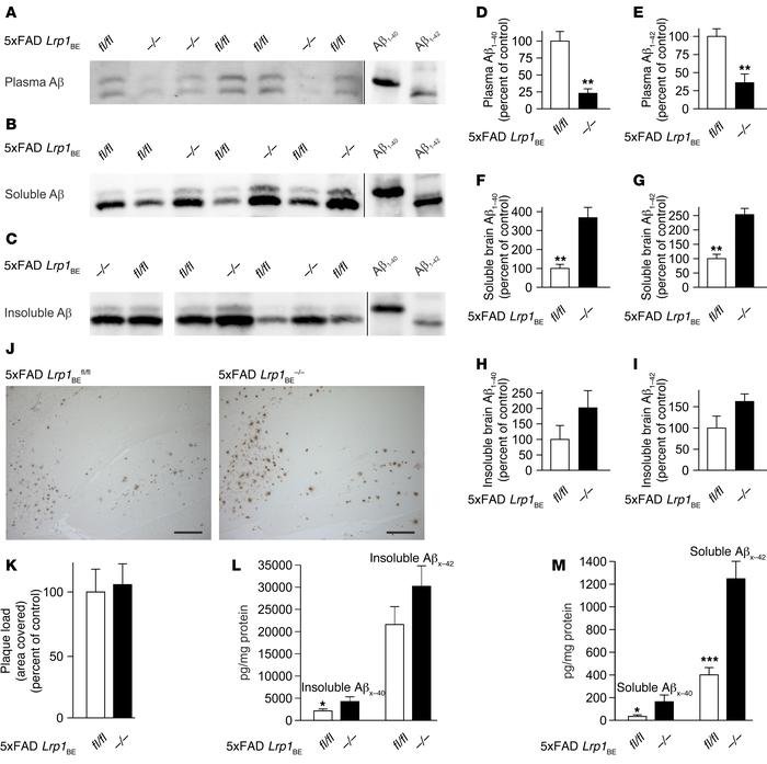BBB clearance of Aβ species in 5xFAD mice is regulated by brain endothel...