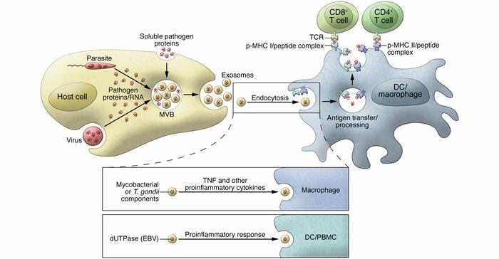 Promoting an effective immune response to pathogen infection through exo...