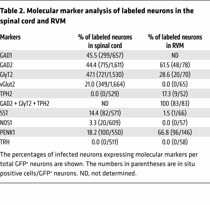 Molecular marker analysis of labeled neurons in the spinal cord and RVM