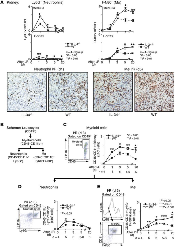 Fewer Mø and neutrophils in Il34–/– compared with WT kidneys after I/R.
...