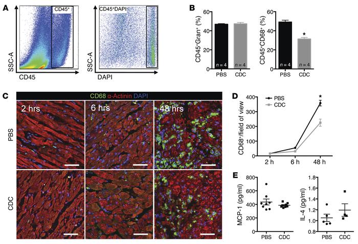 CDC-treated animals have a reduced CD68+ macrophage population 48 hours ...