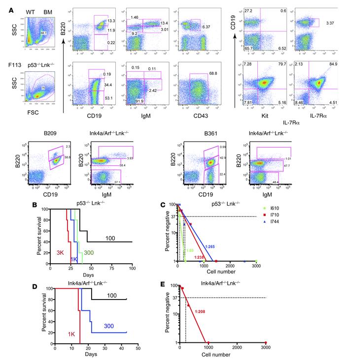 
p53–/–Lnk–/– and Ink4a/Arf–/–Lnk–/– B-ALLs are transplantable and have ...