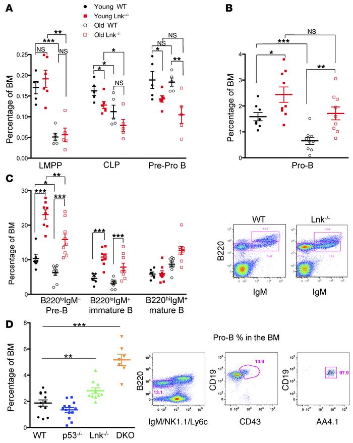 LNK regulates pro-B homeostasis and aging.
(A and B) Young and old Lnk–/...