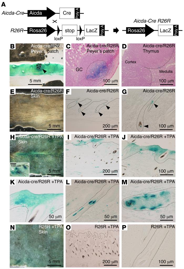 AID fate mapping in TPA-treated skin from Aicda-Cre R26R double-Tg mice....