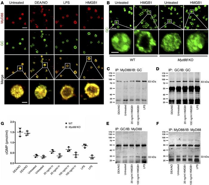 HMGB1 induces MyD88-dependent recruitment of GC to the platelet plasma m...