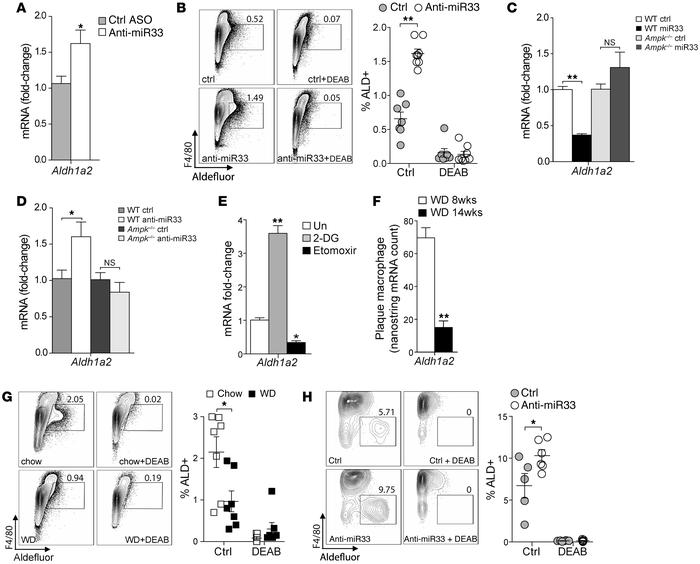 miR-33 regulates Aldh1a2 expression and activity in vitro and in vivo.
(...