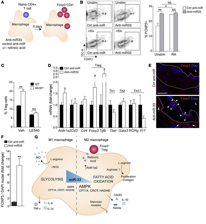 Anti–miR-33–treated macrophages induce differentiation of Tregs.
(A) Nai...