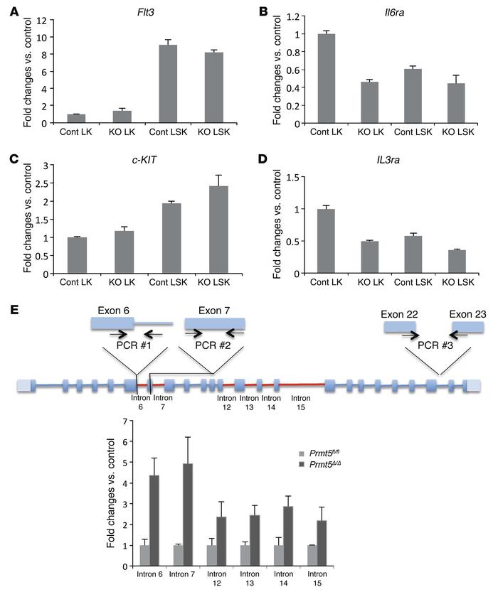 PRMT5 loss impairs the expression of cytokine receptors via both transcr...