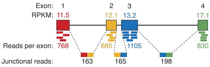 RNA-Seq analysis of mouse Oprm1 exons in Trpv1 lineage DRG.
In the mouse...