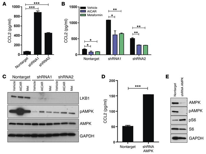 LKB1 suppresses CCL2 production by human EM cells via an AMPK-dependent ...