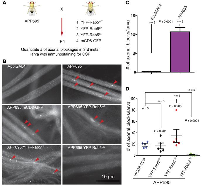 Expression of dominant-negative Rab5 suppressed APP-mediated axonal bloc...