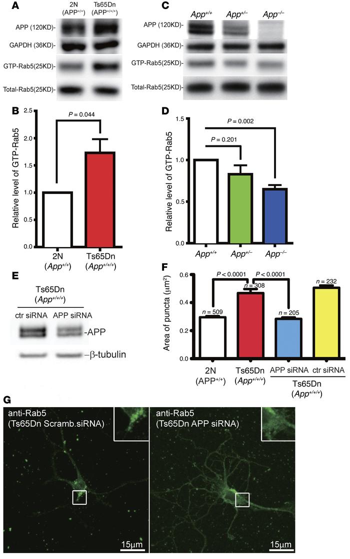 The level of GTP-Rab5 correlated with App gene dose in mouse brain tissu...