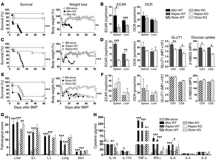 T cells deficient for mTOR or mTORC1 reduce glycolytic activity and fail...