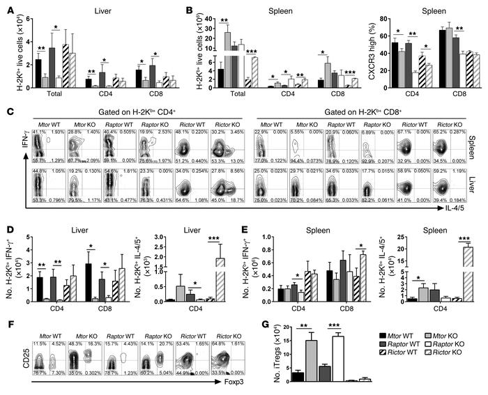 Ablation of mTOR or RAPTOR, not RICTOR, leads to a significant reduction...