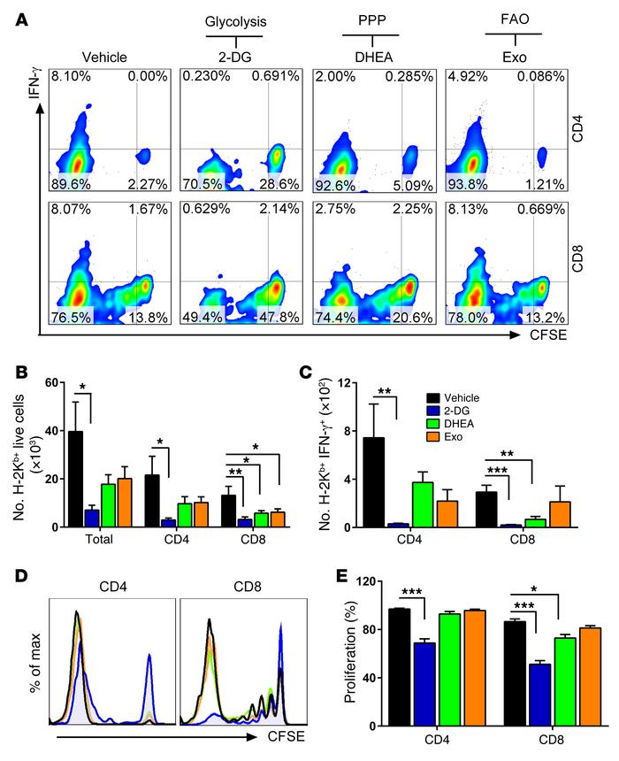 Glycolysis is required for T cell activation and proliferation in respon...