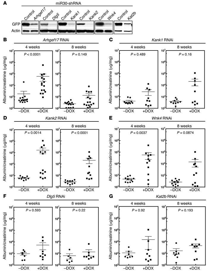 Validation of 5 candidate FSGS disease genes.
(A) Validation of shRNAs f...