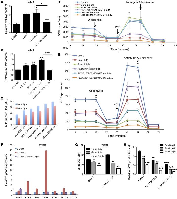 Gamitrinib leads to decreased mtDNA copy numbers, mass, and respiration ...