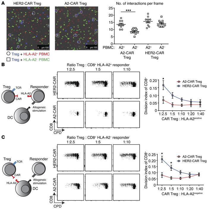 A2-CAR Tregs preferentially interact with HLA-A2+ PBMCs and are superior...