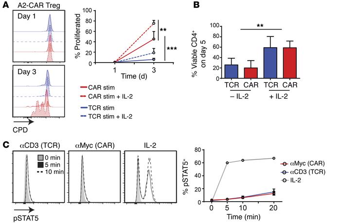 A2-CAR–stimulated Tregs require exogenous IL-2 for long-term survival.
(...