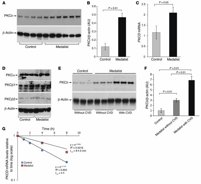 Increased PKCδ expression and PKCD mRNA half-life in Medalist fibroblast...