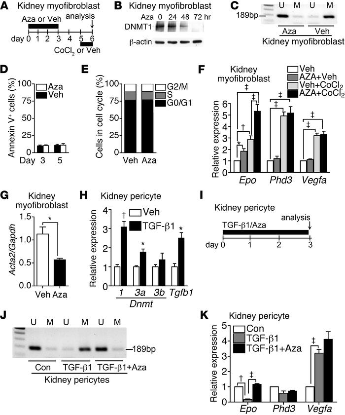 Aza restores EPO expression in myofibroblasts and TGF-β1–exposed pericyt...
