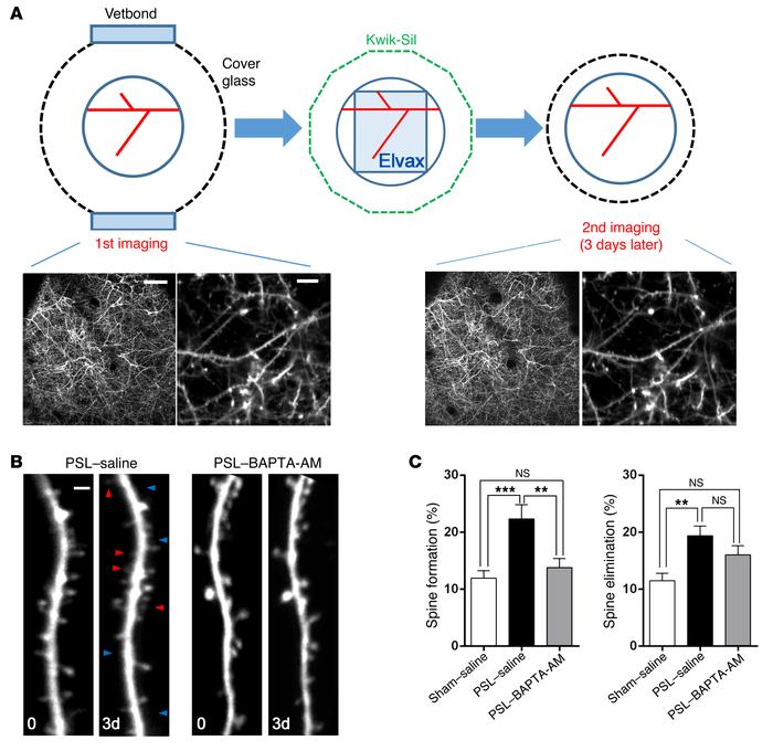 Inactivation of S1 astrocytic Ca2+ inhibits spine turnover.
(A) Repeated...