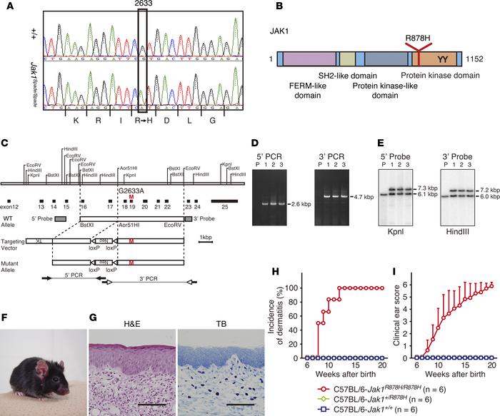 Dermatitis is caused by a missense mutation in the Jak1 tyrosine kinase ...