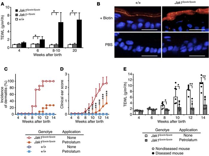 Dermatitis in Spade-mutant mice is due to a defect in skin barrier funct...