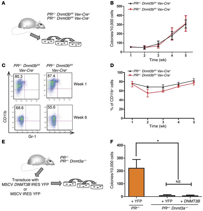 DNMT3B is not required for the aberrant self-renewal ability conferred b...