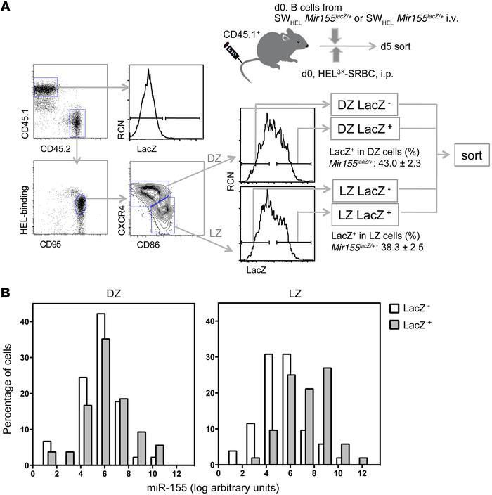 A subset of LZ B cells highly expresses miR-155.
SWHEL Mir155LacZ/+ B ce...