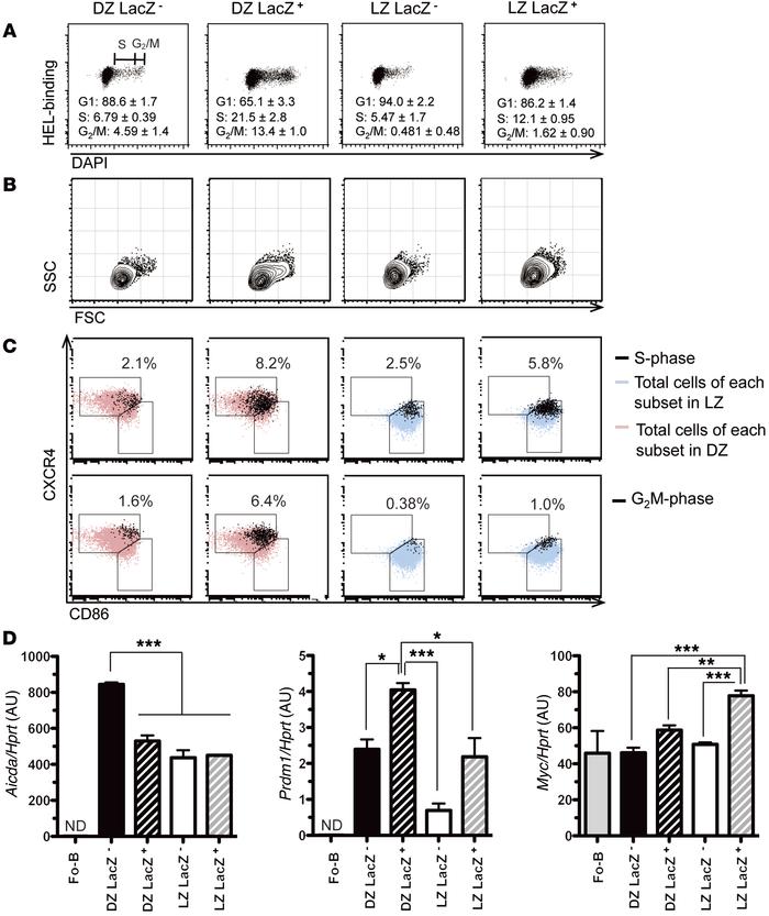 miR-155 expression is associated with cell cycle progression of GC B cel...