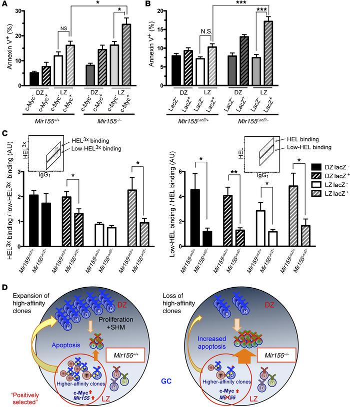 Positively selected LZ B cells gain antiapoptotic signals via miR-155.
(...