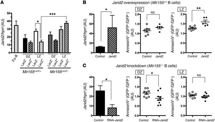 The miR-155 target gene Jarid2 regulates the apoptosis of GC B cells.
(A...