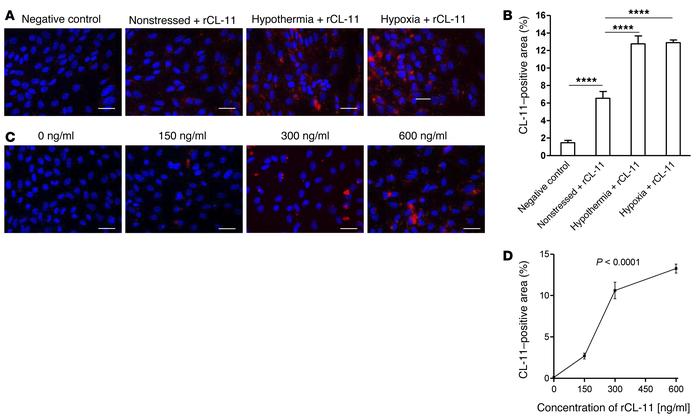 Renal tubule cell stress mediates CL-11 binding.
Binding of exogenous CL...