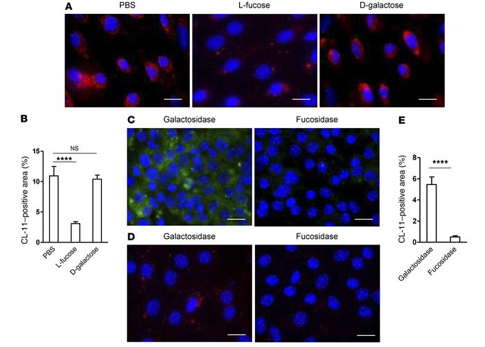 Sugar specificity of CL-11 binding to stressed renal tubule cells.
(A) R...